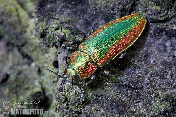 Jewel Beetle (Lamprodila rutilans)