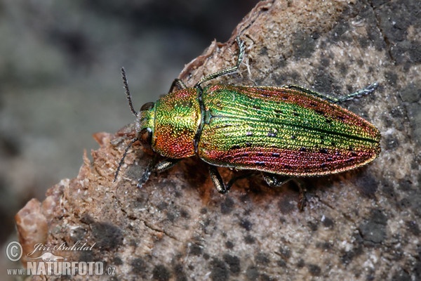 Jewel Beetle (Lamprodila rutilans)