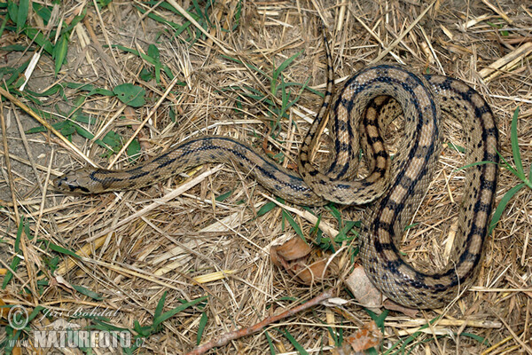 Ladder Snake (Zamenis scalaris)