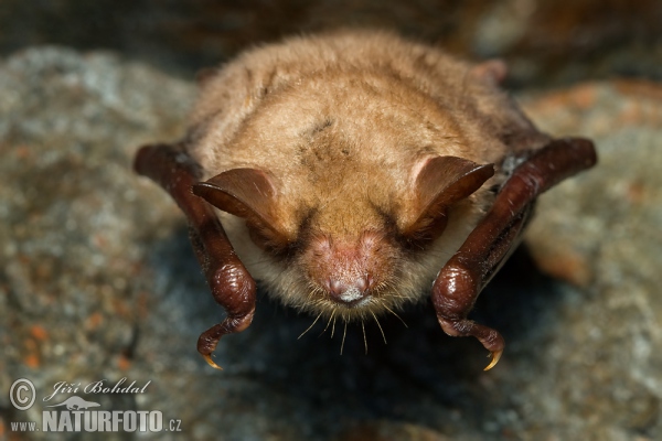 Large Mouse-eared Bat (Myotis myotis)