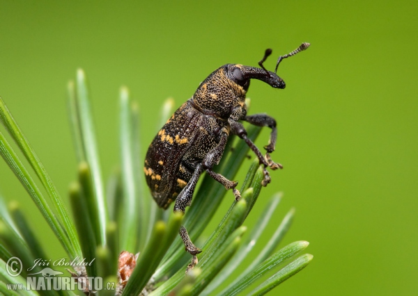Large Pine Weevil (Hylobitus abietis)