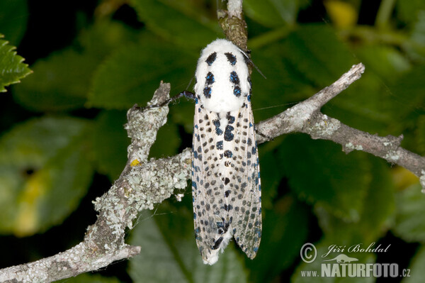 Leopard Moth (Zeuzera pyrina)