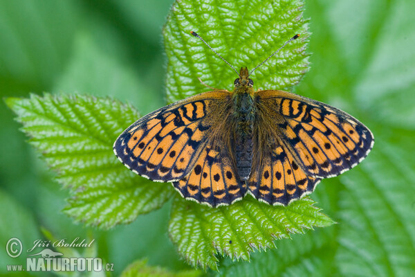 Lesser Marbled Fritillary (Brenthis ino)