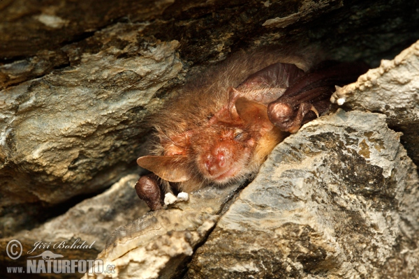 Long-eared Bat (Plecotus auritus)