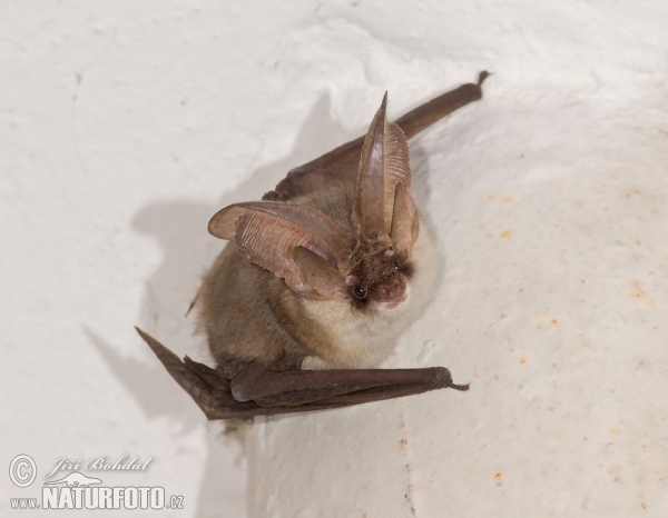 Long-eared Bat (Plecotus auritus)