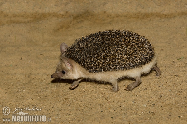 Long-eared Hedgehog (Hemiechinus auritus)
