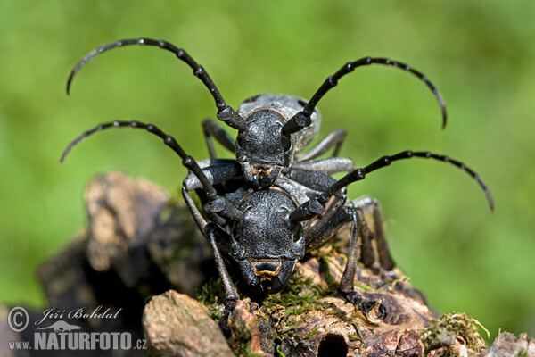 Long Horned Beetle (Morimus funereus)