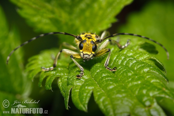 Longhorn Beetle (Saperda scalaris)
