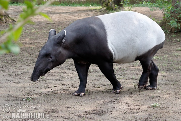 Malayan Tapir (Tapirus indicus)