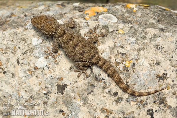 Mauritanian Gecko (Tarentola mauritanica)