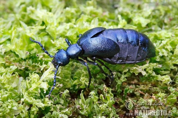 Meloid beetle (Meloe violaceus)