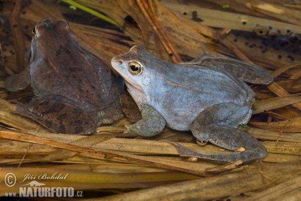 Moor Frog (Rana arvalis)