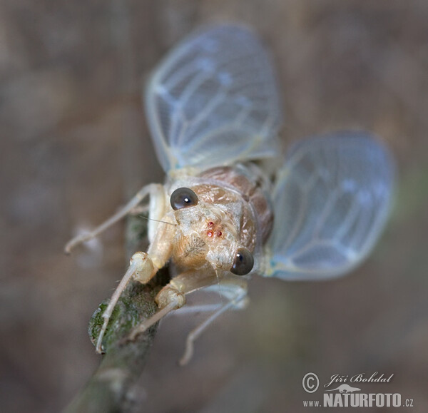 New Forest Cicada (Cicadetta montana)