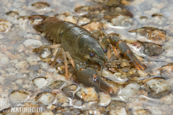 Noble Crayfish (Astacus astacus)