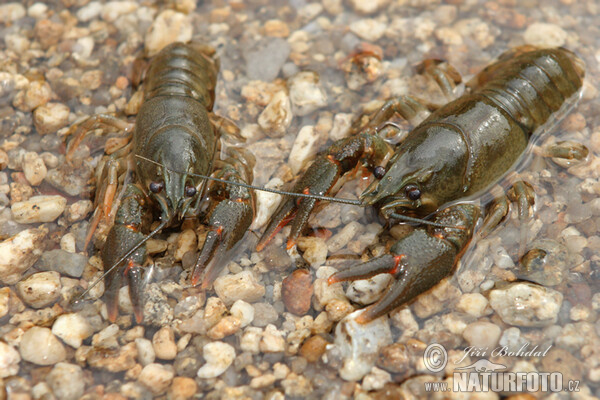 Noble Crayfish (Astacus astacus)
