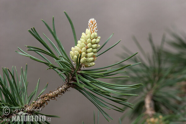 Pine (Pinus uncinata var.rotundata)