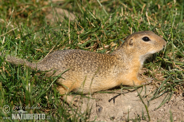 Pouched Marmot (Spermophilus citellus)