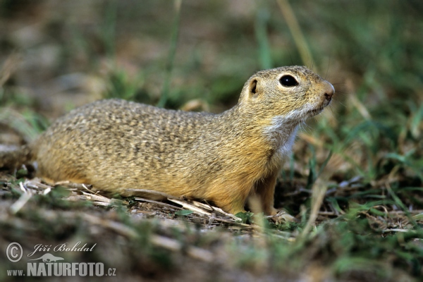 Pouched Marmot (Spermophilus citellus)