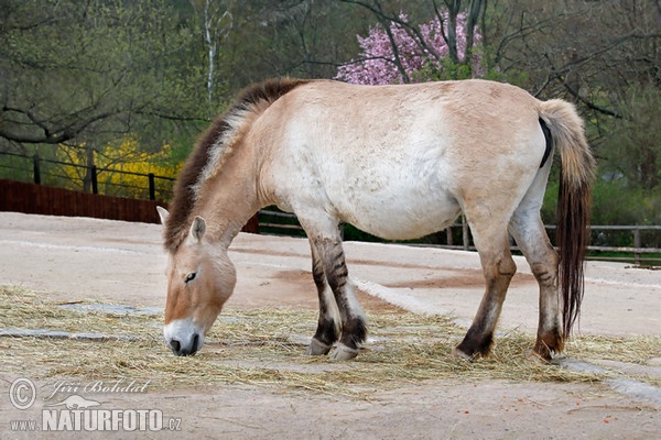 Przewalski's Horse (Equus przewalskii)