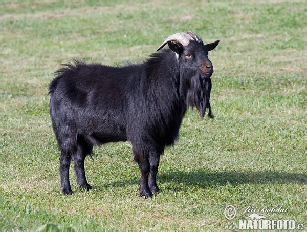 pygmy goat