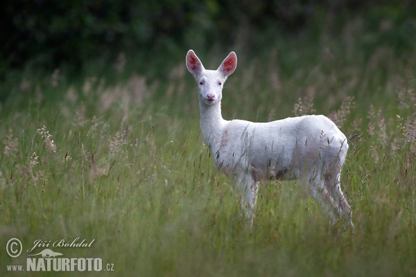 Roe Deer - Doe - Albino (Capreolus capreolus)