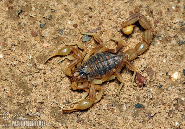 Scorpion (Buthus occitanus)