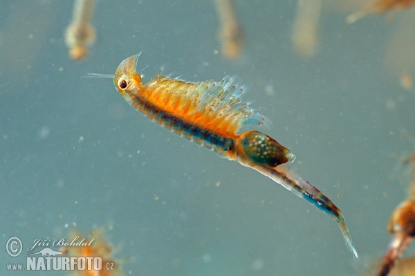 Shrimp (Eubranchipus grubii)