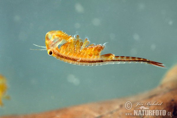 Shrimp (Eubranchipus grubii)