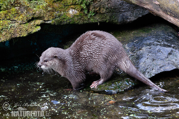 Smal-clawed Otter (Aonyx cinerea)
