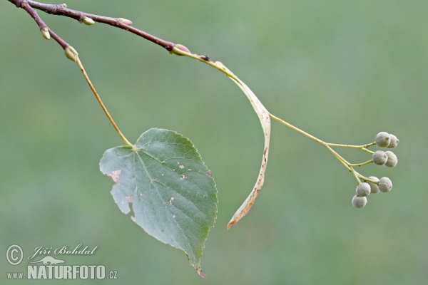 Small-leaved Lime (Tilia cordata)