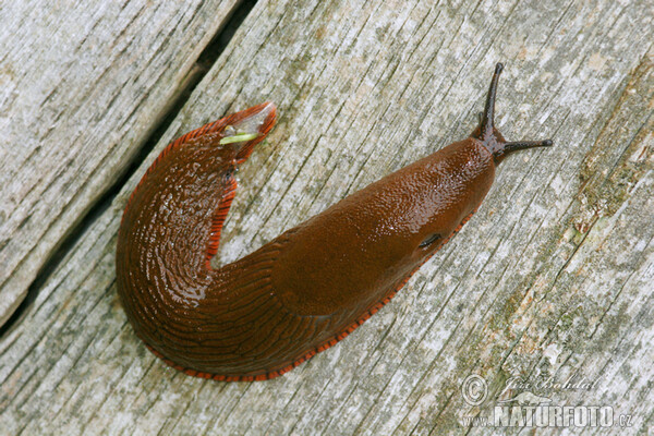 Spanish Slug (Arion lusitanicus)