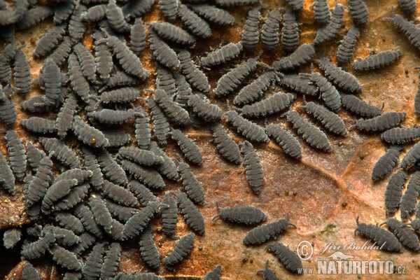 Springtails (Collembola)