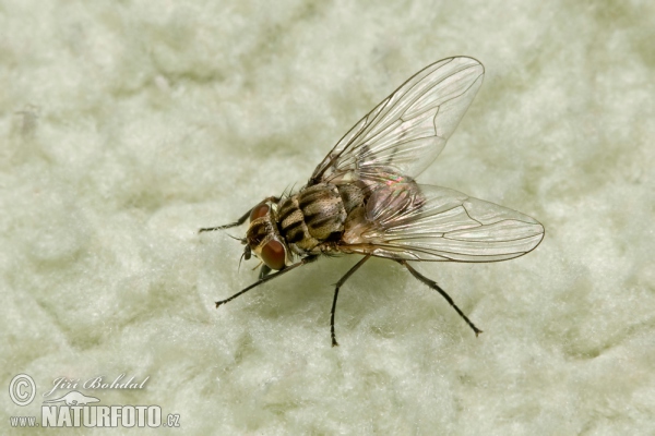 Stable Fly (Stomoxys calcitrans)
