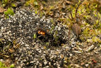 Black Banded Spider Wasp