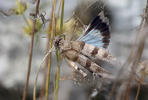 Blue-winged Grasshopper
