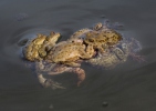 Common Toad
