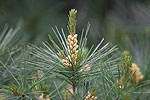 Eastern White Pine