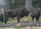European Bison, Wisent