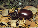 European Rhinoceras Beetle