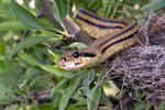 Four-lined Ratsnake