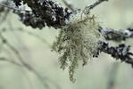 Grisley Beard Lichen