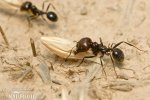 Harvester Ant