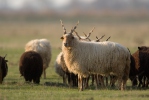 Hungarian Screw-horned Sheep