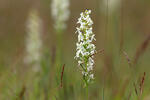 Lesser Buterfly-orchid