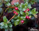 Lingonberry, cowberry, foxberry, mountain cranberry, csejka berry, red whortleberry, lowbush cranberry, mountain bilberry, partridgeberry