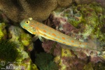 Maiden Goby