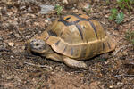Mediterranean spur-thighed tortoise