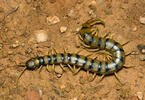 Megarian banded centipede