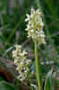 Pale-flowered Orchid