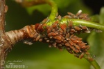 Plant-louse